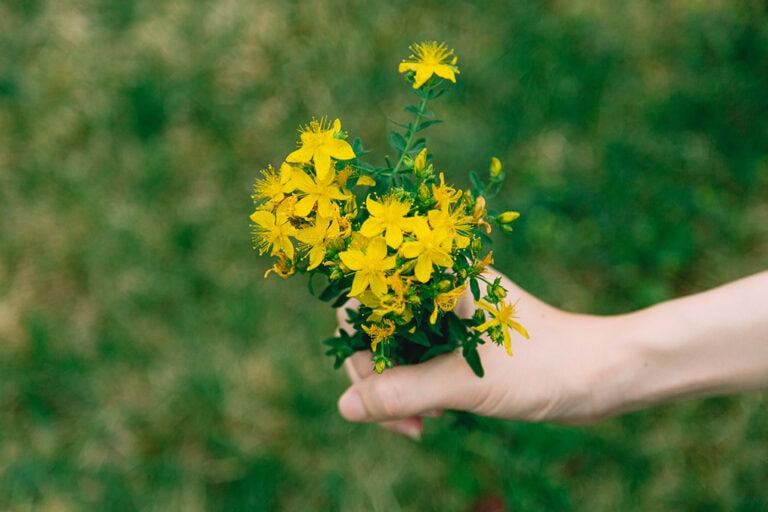 夏天是否可以使用圣约翰草油？