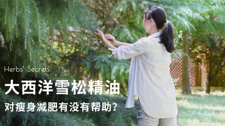 大西洋雪松精油对瘦身减肥究竟有没有帮助？