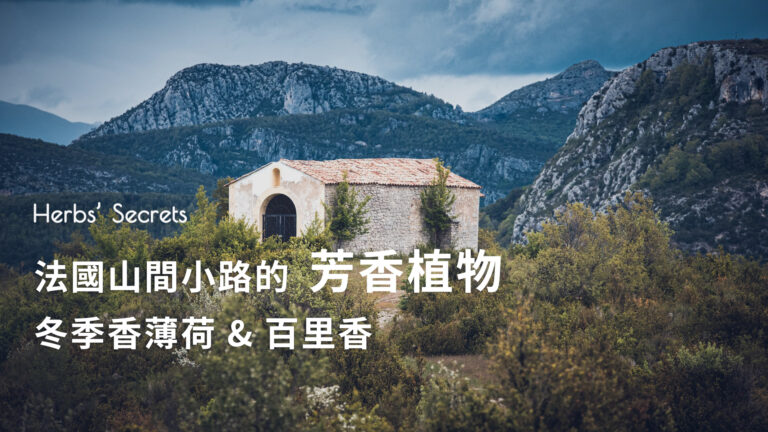 出游最爱山间小道，因为可以随处偶遇野生芳香植物