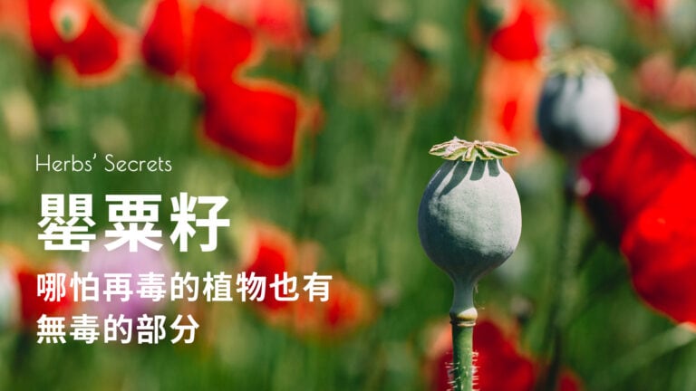 今天讲罂粟籽，你们该不会举报我吧？