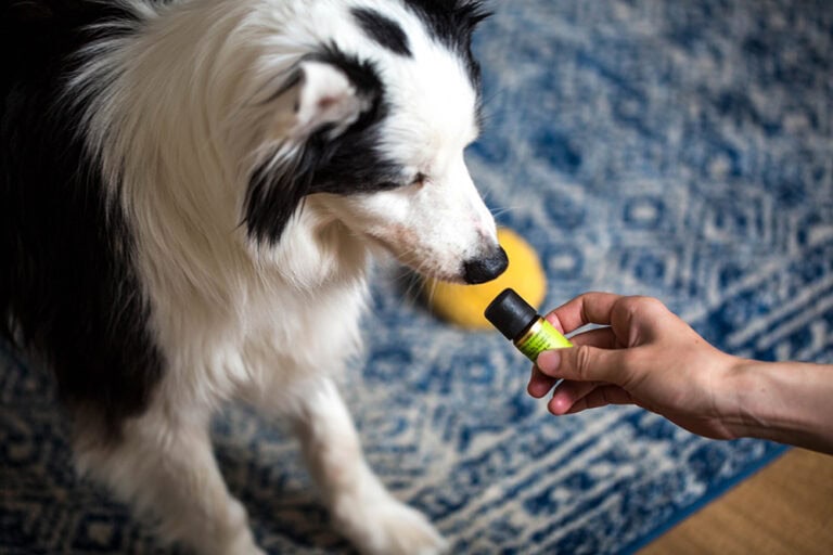 汪星人该如何使用精油？