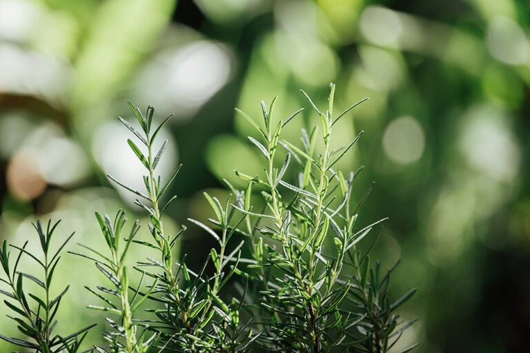 三种不同化学类型的迷迭香的应用比较